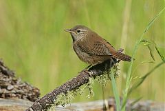 Northern House Wren